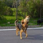 Apoyo al control de perros abandonados en Laviana