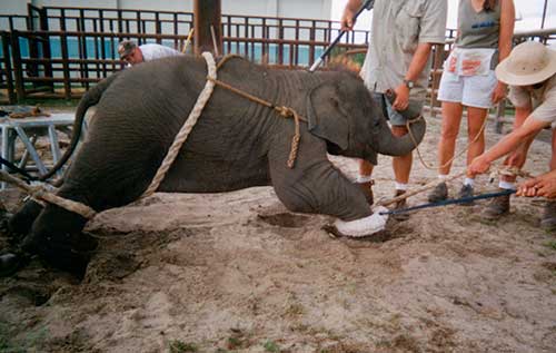 Entrenamiento para circo de elefante bebe