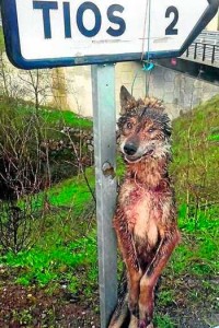 Lobo Asesinado en Asturias